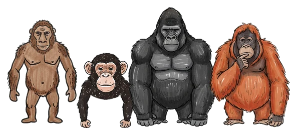 Hand-drawn illustration from “Did Humans Evolve From Monkeys?”
