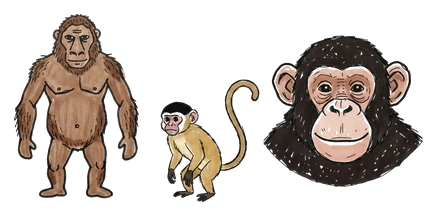 Hand-drawn illustration from “Did Humans Evolve From Monkeys?”