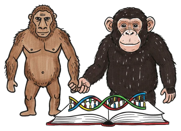 Hand-drawn illustration from “Did Humans Evolve From Monkeys?”