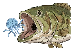Hand-drawn illustration for the “The Reset Button” section of “This Jellyfish Can Live Forever”